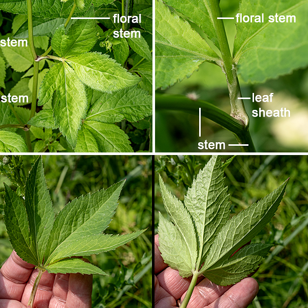 Canadian black snakeroot is a 1-2' tall native plant which branches occasionally. The hairless stems are light green, round in section or sometimes angular. The leaves are alternate, palmately compound with three leaflets; lower leaves can often appear to have five leaflets because the two lateral leaflets are deeply lobed. The leaflets are shaped like stretched diamonds (i.e., a triangular base with the widest part of the leaf distal to the midpoint) and with doubly serrated margins. The leaf petioles are quite long on the lower leaves, progressively shorter in higher leaves, grooved on the upper surface, rounded below. The upper side of the leaf appears dark green in the shade (the preferred light regime), yellowish-green in the sun.