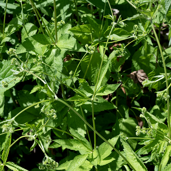 Canadian black snakeroot is a 1-2' tall native plant which branches occasionally. The hairless stems are light green, round in section or sometimes angular. The leaves are alternate, palmately compound with three leaflets; lower leaves can often appear to have five leaflets because the two lateral leaflets are deeply lobed. The leaflets are shaped like stretched diamonds (i.e., a triangular base with the widest part of the leaf distal to the midpoint) and with doubly serrated margins. The leaf petioles are quite long on the lower leaves, progressively shorter in higher leaves, grooved on the upper surface, rounded below. The upper side of the leaf appears dark green in the shade (the preferred light regime), yellowish-green in the sun. The tips of the upper stems give rise to umbels 2.5" across of greenish white flowers; each umbel usually consists of 1-4 umbellets, each with 2-3 pistillate flowers or perfect flowers and 2-6 staminate flowers. In perfect flowers, the pistils develop (and are deployed) before the stamens develop; the pistillate stage persists for much longer. Each flower has a green calyx with five lance-like lobes slightly longer than the five greenish-white petals. Male and perfect flowers add five stamens with white anthers and lack the series of hooked spines of the pistillate flowers. Female and perfect flowers have ovaries densely covered with distinctive, neatly stacked series of long, hooked bristles arrayed perpendicular to the axis of the flower. The fruit is round, 3-5 mm long, covered in rows of those same hooked bristles; it splits on maturity to release the two seeds. Canadian black snakeroot is very tolerant of moderate shade, growing well under forest canopies.