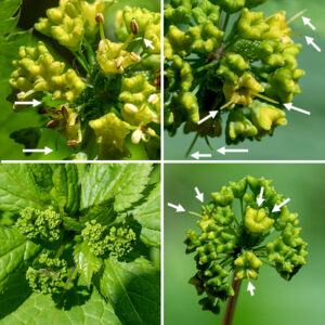 On black snakeroot, one to five 1/2" wide globoid umbels (flower clusters) arise from the tips of the upper stems. Each umbel is packed with 20-60 tiny flowers and their flower stalks (pedicels). In each umbel, 1-3 flowers are "perfect" (with both male and female organs) and the rest are staminate (stamens only). In addition to the male stamens, the perfect flowers have two long, cylindrical styles (emerging from a hidden ovary) that arch and recurve from the middle of the flower; the styles are much longer than the hooked bristles on the ovary. Both staminate and perfect flowers have a minute (<1 mm) green calyx with five rounded teeth, five dull yellow to greenish-yellow, heart-shaped petals (tip of the heart towards the center of the flower), and five protruding stamens <3 mm long with obvious yellow (or brown) anthers. The fruit is a 1/4" long round to cylindrical bur covered with short, hooked bristles; the remains of the styles often persist. The bur splits to release the two seeds inside.