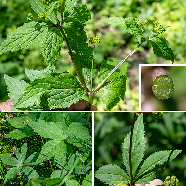 Black snakeroot is another medium-sized (1-2.5'), native plant that gets little love. (Plants whose name includes the word "snakeroot" never get included in bridal bouquets.) The stems are light green, pale red, or pale purple, hairless, with distinct longitudinal veins. The leaves are alternate and palmately compound. Lower leaves have five leaflets and a petiole up to 6" long; middle and upper leaves are sessile and have three leaflets. The leaflets themselves are sessile with wedge-shaped bases, 2.5" long and an inch wide, shallowly lobed, with coarsely serrated margins.