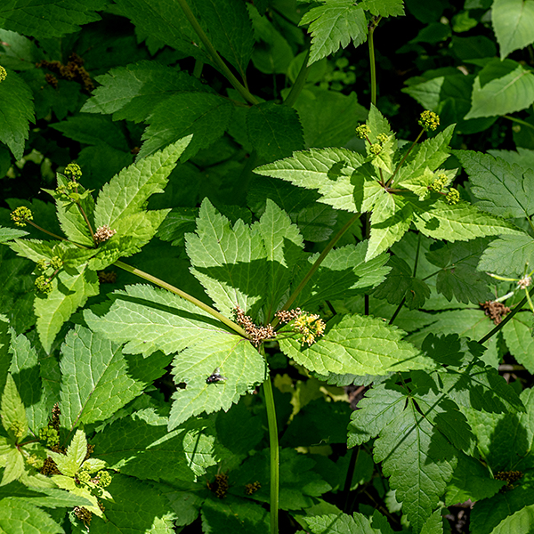 Black snakeroot is another medium-sized (1-2.5'), native plant that gets little love. (Plants whose name includes the word "snakeroot" never get included in bridal bouquets.) The stems are light green, pale red, or pale purple, hairless, with distinct longitudinal veins. The leaves are alternate and palmately compound. Lower leaves have five leaflets and a petiole up to 6" long; middle and upper leaves are sessile and have three leaflets. The leaflets themselves are sessile with wedge-shaped bases, 2.5" long and an inch wide, shallowly lobed, with coarsely serrated margins. One to five 1/2" wide globoid umbels (flower clusters) arise from the tips of the upper stems. Each umbel is packed with 20-60 tiny flowers and their flower stalks (pedicels). In each umbel, 1-3 flowers are "perfect" (with both male and female organs) and the rest are staminate (stamens only). In addition to the male stamens, the perfect flowers have two long, cylindrical styles (emerging from a hidden ovary) that arch and recurve from the middle of the flower; the styles are much longer than the hooked bristles on the ovary. Both staminate and perfect flowers have a minute (