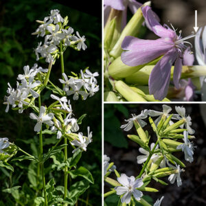 Soapwort produces clusters of 3/4-1" flowers from the tips of terminal stems and branches. Individual flowers have a 1" long, green or reddish, sometimes hairy, cylindrical calyx; a corolla with five spreading (later reflexed), pink to white, oblong petals/lobes with a notched tip; 10 white stamens with pale yellow anthers that protrude from the throat of the flower; and a similarly protruding, divided white style. The calyx persists as an inflated seed capsule filled with 15-75 tiny dark brown, kidney-shaped seeds. Soapwort might be mistaken for a phlox, but the stamens and style in phlox are always hidden in the calyx tube, never protruding as in soapwort, and soapwort has leaves with three obvious longitudinal veins. Soapwort contains saponins in both the foliage and (especially) the seeds that make a frothy soap-like lather when boiled (and were once used as a soap substitute), but caution is recommended — the saponins are toxic. Herbivores generally avoid this plant.