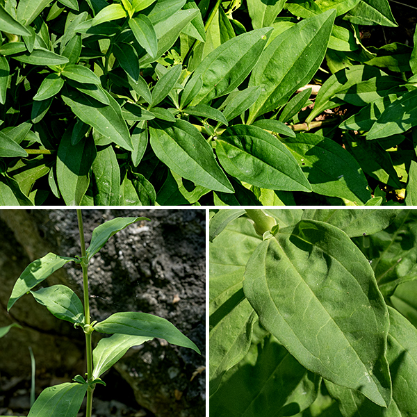Soapwort (aka, bouncing bet) is a weedy exotic plant originally from Europe that ranges throughout North America — the lower 48 states in the U.S. and the lower seven provinces in Canada. It is an attractive plant that ranges from 1-2.5' tall; the round, hairless stems rarely branch. The leaves are opposite, a bit over twice as long as wide, oval, hairless, with three conspicuous main veins (midvein and two lateral veins) dividing the leaf into quarters (approximately) and with smooth margins. The leaves are sessile or have a short, stout winged petiole, sometimes with smaller accessory leaves growing at right angles to the base of the leaf.