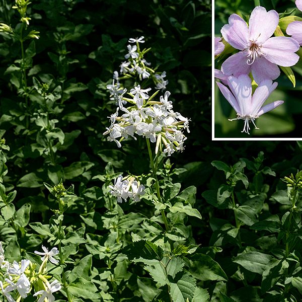 Soapwort (aka, bouncing bet) is a weedy exotic plant originally from Europe that ranges throughout North America — the lower 48 states in the U.S. and the lower seven provinces in Canada. It is an attractive plant that ranges from 1-2.5' tall; the round, hairless stems rarely branch. The leaves are opposite, a bit over twice as long as wide, oval, hairless, with three conspicuous main veins (midvein and two lateral veins) dividing the leaf into quarters (approximately) and with smooth margins. The leaves are sessile or have a short, stout winged petiole, sometimes with smaller accessory leaves growing at right angles to the base of the leaf. Clusters of 3/4-1" flowers are produced from the tips of terminal stems and branches. Individual flowers have a 1" long, green or reddish, sometimes hairy, cylindrical calyx; a corolla with five spreading (later reflexed), pink to white, oblong petals/lobes with a notched tip; 10 white stamens with pale yellow anthers that protrude from the throat of the flower; and a similarly protruding, divided white style. The calyx persists as an inflated seed capsule filled with 15-75 tiny dark brown, kidney-shaped seeds. Soapwort might be mistaken for a phlox, but the stamens and style in phlox are always hidden in the calyx tube, never protruding as in soapwort, and soapwort has leaves with three obvious longitudinal veins. Soapwort contains saponins in both the foliage and (especially) the seeds that make a frothy soap-like lather when boiled (and were once used as a soap substitute), but caution is recommended — the saponins are toxic. Herbivores generally avoid this plant.