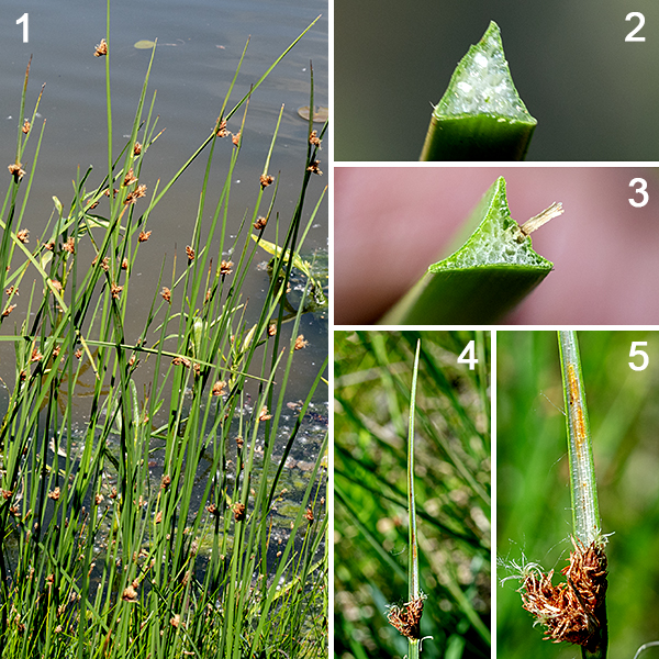 Three-square bulrush is a common native bulrush in marshy areas. The plant grows 1.5-4' tall; it consists of an upright culm (stem) and 1-5 arching or erect leaves. The culm is medium green to bluish green, robust and triangular in cross section ("three-angled"), filled with a white, foam-like tissue. The leaves arise near the base of the culm are strap-like, parallel-veined, V-shaped near their base but flat near their tip and are highly variable in physical dimensions (from 2-30" long, up to 9 mm across). The inflorescence is a sessile cluster of 1-5 spikelets that sit on one of the flat faces of the culm at a range of angles form ~20° to near 90°. Above the spikelets is a floral bract 2-10" long that looks like a continuation of the culm, but the side of the bract that faces the spikelets has a white-spongy appearance rather than the green of the culm or the other faces of the bract. Schoenoplectus americanus (chairmaker's bulrush) looks virtually identical to common three-square bulrush but has strongly concave surfaces on the three-angled culms rather than the flat surfaces on one or more faces of three-square bulrush's culms. In addition, the floral bract of chairmaker's bulrush is usually less than two inches long; the floral bract in three-square bulrush is usually well over 2" (up to 10"). (There are other characters that distinguish the two, but these are the easiest to see.) If the inflorescence has more than five spikelets and the culm has concave sides, it is almost certainly Schoenoplectus americanus. Both Schoenoplectus americanus and Schoenoplectus pungens have both been called "chair-makers bulrush" because both were used in the past to make cane seats for wooden chairs.