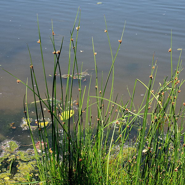 Three-square bulrush is a common native bulrush in marshy areas. The plant grows 1.5-4' tall; it consists of an upright culm (stem) and 1-5 arching or erect leaves. The culm is medium green to bluish green, robust and triangular in cross section ("three-angled"), filled with a white, foam-like tissue. The leaves arise near the base of the culm are strap-like, parallel-veined, V-shaped near their base but flat near their tip and are highly variable in physical dimensions (from 2-30" long, up to 9 mm across). The inflorescence is a sessile cluster of 1-5 spikelets that sit on one of the flat faces of the culm at a range of angles form ~20° to near 90°. Above the spikelets is a floral bract 2-10" long that looks like a continuation of the culm, but the side of the bract that faces the spikelets has a white-spongy appearance rather than the green of the culm or the other faces of the bract. Individual spikelets are ~1/4-1" (5-20 mm) long, conical in shape, reddish orange or brown when mature, with a chaffy surface. The midvein of the outer scales is extended to form a spiky awn that can be longer than spikelet. Each spikelet contains several perfect florets that are spirally arranged, hard to distinguish externally. Each floret has three stamens, an ovary with a single style divided into 2-3 stigmas, and a covering of chaffy scales; the stamens and stigmas are only present for a brief period before they wither and drop off. The florets are wind pollinated. Schoenoplectus americanus (chairmaker's bulrush) looks virtually identical to common three-square bulrush but has strongly concave surfaces on the three-angled culms rather than the flat surfaces on one or more faces of three-square bulrush's culms. In addition, the floral bract of chairmaker's bulrush is usually less than two inches long; the floral bract in three-square bulrush is usually well over 2" (up to 10"). (There are other characters that distinguish the two, but these are the easiest to see.) If the inflorescence has more than five spikelets and the culm has concave sides, it is almost certainly Schoenoplectus americanus. Both Schoenoplectus americanus and Schoenoplectus pungens have both been called "chair-makers bulrush" because both were used in the past to make cane seats for wooden chairs.