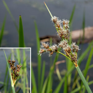Fertile great bulrush culms terminate in a sprawling inflorescence up to 6" long and across consisting of a number of branches and branchlets with 15-200 terminal spikelets; at the base of the branches is a single bract 1/2-3" long, C-shaped in cross section, that appears to be (but isn't) a continuation of the culm. The branches and branchlets are light green, flattened, slender, and spreading/drooping. Branchlets end in a single spikelet or a cluster of 2-5 spikelets that are sessile or have short pedicels. Spikelets are 3-17 mm (typically 6-8 mm) long, brown to reddish or orangish brown, and elongate-ovoid in shape; they may appear hairy from remnants of the withered, split styles of the florets. Each floret has a 2.5-3 mm oval brown scale at its base; the scales have a green central vein that may be extended in a short awn. The florets have three stamens and 2-3 styles (split from a single style); they are wind pollinated.