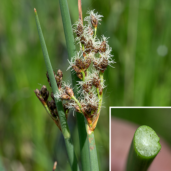 Great bulrush (aka, soft-stem bulrush) is a native bulrush 4-8 feet tall. The culm (stem) tends to lean to one side but overall is erect; it is round in section, dull green externally, with a spongy packing of cells internally and air cavities up to 2.5 mm in diameter. (Thus, "soft-stem.") The culm is about 8 mm in diameter at the base, tapering upward. The culm is wrapped by a few membranous leaf sheaths, but the leaves themselves are absent (or insignificant). Fertile culms terminate in a sprawling inflorescence up to 6" long and across consisting of a number of branches and branchlets with 15-200 terminal spikelets; at the base of the branches is a single bract 1/2-3" long, C-shaped in cross section, that appears to be (but isn't) a continuation of the culm. Great bulrush is prone to local buckling (a kink in the stem like the one that forms when you bend a soda straw too far); it has no mechanism to recover from this mechanical damage.