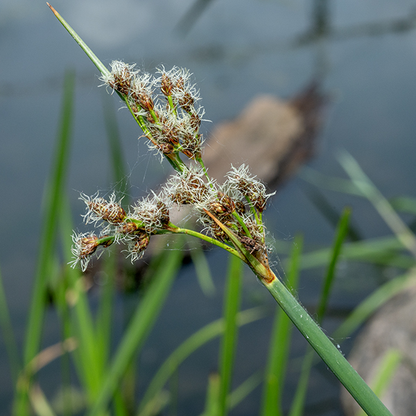 Great bulrush (aka, soft-stem bulrush) is a native bulrush 4-8 feet tall. The culm (stem) tends to lean to one side but overall is erect; it is round in section, dull green externally, with a spongy packing of cells internally and air cavities up to 2.5 mm in diameter. (Thus, "soft-stem.") The culm is about 8 mm in diameter at the base, tapering upward. The culm is wrapped by a few membranous leaf sheaths, but the leaves themselves are absent (or insignificant). Fertile culms terminate in a sprawling inflorescence up to 6" long and across consisting of a number of branches and branchlets with 15-200 terminal spikelets; at the base of the branches is a single bract 1/2-3" long, C-shaped in cross section, that appears to be (but isn't) a continuation of the culm. The branches and branchlets are light green, flattened, slender, and spreading/drooping. Branchlets end in a single spikelet or a cluster of 2-5 spikelets that are sessile or have short pedicels. Spikelets are 3-17 mm (typically 6-8 mm) long, brown to reddish or orangish brown, and elongate-ovoid in shape; they may appear hairy from remnants of the withered, split styles of the florets. Each floret has a 2.5-3 mm oval brown scale at its base; the scales have a green central vein that may be extended in a short awn. The florets have three stamens and 2-3 styles (split from a single style); they are wind pollinated. Great bulrush prefers mucky soil or wet mucky sand and can grow in shallow (up to 3') water; it is the tallest bulrush in Illinois. Great bulrush is prone to local buckling (a kink in the stem like the one that forms when you bend a soda straw too far); it has no mechanism to recover from this mechanical damage.