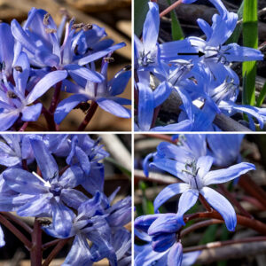 Alpine squill is a 4-8" tall early spring plant, native to Eurasia. Alpine squill has two (rarely three or four) 3-6" long, narrow, curved, fleshy leaves. One to six red-brown, hairless, leafless flower stalks arise from between the basal leaves; each stalk supports 2-10 deep blue, erect flowers less than 1/2" across on individual, hairless pedicels. The basal leaves clasp the flower stalks up to about half their length. Each flower faces upwards (unlike Scilla siberica), has six spreading tepals, six stamens with dark blue anthers, and a single pistil. The stamens are distinctive in that the filaments are flattened along the flower's radial axis and taper distally; from the side they look like isosceles triangles with the anthers on their tips. Alpine squill contains cardiac glycosides; all parts of the plant are highly toxic.