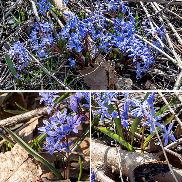 Alpine squill is a 4-8" tall early spring plant, native to Eurasia. Alpine squill has two (rarely three or four) 3-6" long, narrow, curved, fleshy leaves. One to six red-brown, hairless, leafless flower stalks arise from between the basal leaves; each stalk supports 2-10 deep blue, erect flowers less than 1/2" across on individual, hairless pedicels. The basal leaves clasp the flower stalks up to about half their length. Each flower faces upwards (unlike Scilla siberica), has six spreading tepals, six stamens with dark blue anthers, and a single pistil. The stamens are distinctive in that the filaments are flattened along the flower's radial axis and taper distally; from the side they look like isosceles triangles with the anthers on their tips. Alpine squill contains cardiac glycosides; all parts of the plant are highly toxic.
