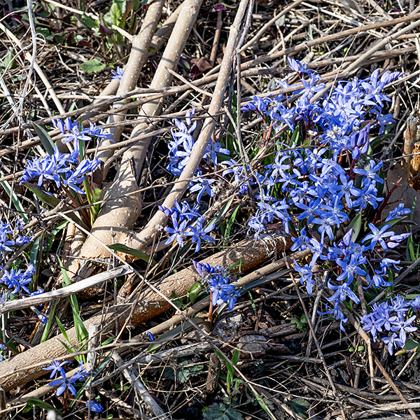 Alpine squill is a 4-8" tall early spring plant, native to Eurasia. Alpine squill has two (rarely three or four) 3-6" long, narrow, curved, fleshy leaves. One to six red-brown, hairless, leafless flower stalks arise from between the basal leaves; each stalk supports 2-10 deep blue, erect flowers less than 1/2" across on individual, hairless pedicels. The basal leaves clasp the flower stalks up to about half their length. Each flower faces upwards (unlike Scilla siberica), has six spreading tepals, six stamens with dark blue anthers, and a single pistil. The stamens are distinctive in that the filaments are flattened along the flower's radial axis and taper distally; from the side they look like isosceles triangles with the anthers on their tips. Alpine squill contains cardiac glycosides; all parts of the plant are highly toxic.
