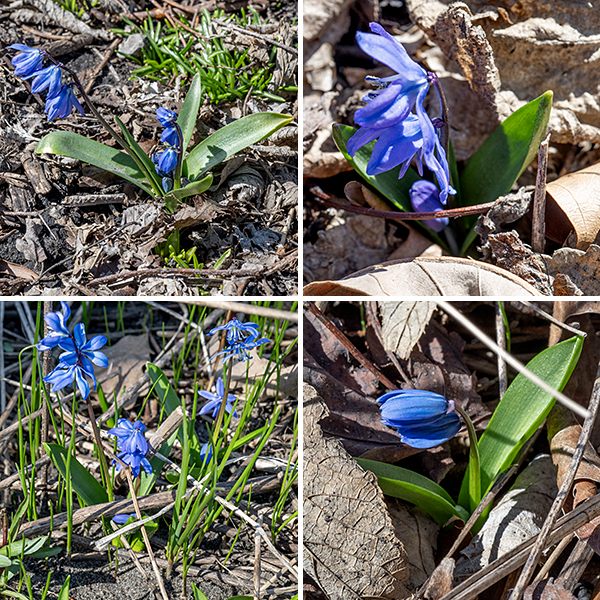 Siberian squill is another of the early spring ephemerals native to the Caucasus and west Asia that has been wildly successful in northern Illinois and parts of Minnesota, displacing native species. Its leaves are restricted to a basal set of 2-3 leaves about 5" long and 1/4-1/2" wide, linear with a blunt tip, a shiny green surface, and smooth margins. The leaves tend to roll inward along their margins with the curl increasing towards the tip of the leaf. One or more purplish-green, 6" tall flower stalks arise from the center of the ring of basal leaves with single (rarely two or three) blue, nodding flowers on each stalk, suspended from a slender pedicel that arises directly from the unbranched flower stalks. Each flower is about 1" across with six flaring blue (rarely, white) tepals (each typically with a dark blue line down the middle), six white stamens with dark blue anthers, and a single green pistil with an undivided blue style. Siberian squill can be confused with alpine squill (Scilla bifolia), but in alpine squill the flowers face laterally or upwards rather than drooping like Siberian squill, and the flower stalks are distinctly red-brown (rather than brownish green) and branched rather than supporting flowers with a simple pedicel. Despite the common name, Siberian squill is not native to Siberia; it is native to a broad swath of western Europe from Turkey through the Caucasus and southwestern Russia. Sources differ on whether Siberian squill is toxic but note that it is avoided by vertebrate herbivores; proceed with caution.