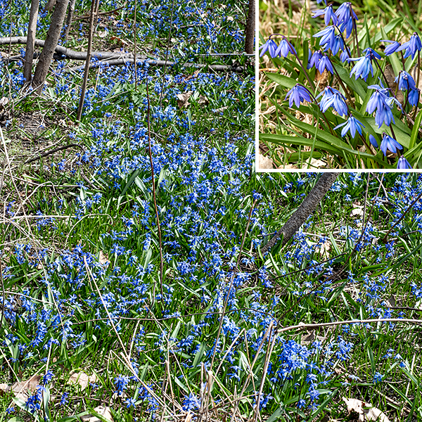 Siberian squill is another of the early spring ephemerals native to the Caucasus and west Asia that has been wildly successful in northern Illinois and parts of Minnesota, displacing native species. Its leaves are restricted to a basal set of 2-3 leaves about 5" long and 1/4-1/2" wide, linear with a blunt tip, a shiny green surface, and smooth margins. The leaves tend to roll inward along their margins with the curl increasing towards the tip of the leaf. One or more purplish-green, 6" tall flower stalks arise from the center of the ring of basal leaves with single (rarely two or three) blue, nodding flowers on each stalk, suspended from a slender pedicel that arises directly from the unbranched flower stalks. Each flower is about 1" across with six flaring blue (rarely, white) tepals (each typically with a dark blue line down the middle), six white stamens with dark blue anthers, and a single green pistil with an undivided blue style. Siberian squill can be confused with alpine squill (Scilla bifolia), but in alpine squill the flowers face laterally or upwards rather than drooping like Siberian squill, and the flower stalks are distinctly red-brown (rather than brownish green) and branched rather than supporting flowers with a simple pedicel. Despite the common name, Siberian squill is not native to Siberia; it is native to a broad swath of western Europe from Turkey through the Caucasus and southwestern Russia. Sources differ on whether Siberian squill is toxic but note that it is avoided by vertebrate herbivores; proceed with caution.