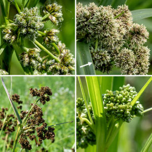 At the tip of the culm, dark green bulrush produces an inflorescence comprised of one to three (rarely four or five) compound umbels of spikelets; beneath the inflorescence are 3+ leafy bracts (similar to the leaves) that are up to 1' long and 1/2" wide. At least one of the bracts is always longer than the inflorescence. The umbels generate 1/4-4" long, straight branches in all directions that terminate in umbelletes of 5-20 spikelets that rest on slender, leafy bractlets; the spikelets may be sessile or may rest on 1/2" long branchlets. The branches and branchlets are green, straight, and stiff. Spikelets are less than 1/4" long (3-6 mm), ovoid or egg-shaped, yellowish green initially but darkening to brown or black later; the spikelets are an assemblage of numerous spirally arranged, overlapping scales and their florets. The florets each have a single subtending scale, three stamens, and an ovary with a tripartite style; they are wind pollinated. Bulblets may form on one or more branches and sprout late in the season. The umbels may be visually dense and complex and take some study to sort out.