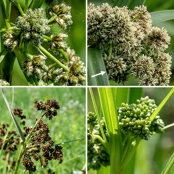 At the tip of the culm, dark green bulrush produces an inflorescence comprised of one to three (rarely four or five) compound umbels of spikelets; beneath the inflorescence are 3+ leafy bracts (similar to the leaves) that are up to 1' long and 1/2" wide. At least one of the bracts is always longer than the inflorescence. The umbels generate 1/4-4" long, straight branches in all directions that terminate in umbelletes of 5-20 spikelets that rest on slender, leafy bractlets; the spikelets may be sessile or may rest on 1/2" long branchlets. The branches and branchlets are green, straight, and stiff. Spikelets are less than 1/4" long (3-6 mm), ovoid or egg-shaped, yellowish green initially but darkening to brown or black later; the spikelets are an assemblage of numerous spirally arranged, overlapping scales and their florets. The florets each have a single subtending scale, three stamens, and an ovary with a tripartite style; they are wind pollinated. Bulblets may form on one or more branches and sprout late in the season. The umbels may be visually dense and complex and take some study to sort out.