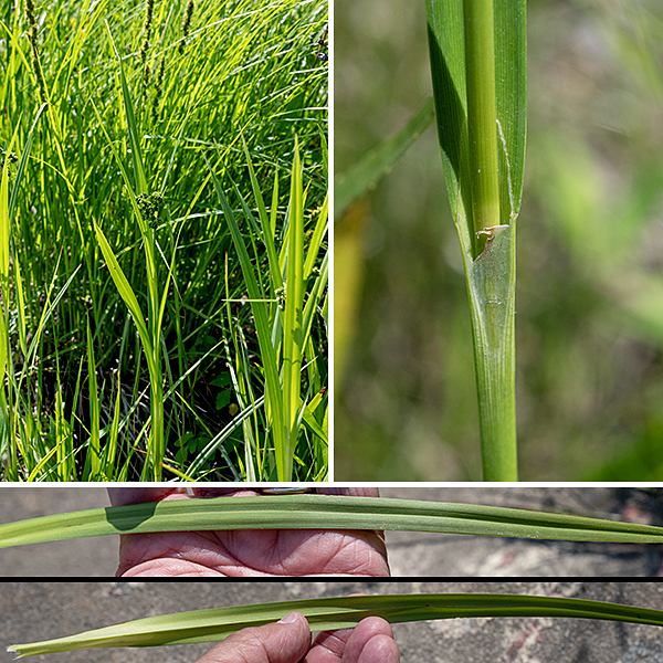 Dark green bulrush (aka, common bulrush) is a native species that is 2.5-4' tall, unbranched, that stands more or less erect. The culm (stem) is green, hairless, and round in section with six to eleven (usually less than eight) alternate leaves along its length. The leaves are up to 1.5' long and 3/4" across, yellowish green to dark green, and strap-like, with parallel venation. The leaves have numerous cross veins (septa) that gives them polka-dotted appearance, are furrowed along the midline, and rough textured on its margins. They are nominally arching, but are rather floppy. The numerous cross veins/partitions/septa in the leaves and leaf sheaths are diagnostic; other Scirpus sp. do not have them.