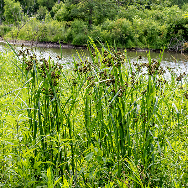 Dark green bulrush (aka, common bulrush) is a native species that is 2.5-4' tall, unbranched, that stands more or less erect. The culm (stem) is green, hairless, and round in section with six to eleven (usually less than eight) alternate leaves along its length. The leaves are up to 1.5' long and 3/4" across, yellowish green to dark green, and strap-like, with parallel venation. The leaves have numerous cross veins (septa) that gives them polka-dotted appearance, are furrowed along the midline, and rough textured on its margins. They are nominally arching, but are rather floppy. At the tip of the culm is an inflorescence comprised of one to three (rarely four or five) compound umbels of spikelets; beneath the inflorescence are 3+ leafy bracts (similar to the leaves) that are up to 1' long and 1/2" wide. At least one of the bracts is always longer than the inflorescence. The umbels generate 1/4-4" long, straight branches in all directions that terminate in umbelletes of 5-20 spikelets that rest on slender, leafy bractlets; the spikelets may be sessile or may rest on 1/2" long branchlets. The branches and branchlets are green, straight, and stiff. Spikelets are less than 1/4" long (3-6 mm), ovoid or egg-shaped, yellowish green initially but darkening to brown or black later; the spikelets are an assemblage of numerous spirally arranged, overlapping scales and their florets. The florets each have a single subtending scale, three stamens, and an ovary with a tripartite style; they are wind pollinated. Bulblets may form on one or more branches and sprout late in the season. The umbels may be visually dense and complex and take some study to sort out. The numerous cross veins/partitions/septa in the leaves and leaf sheaths are diagnostic; other Scirpus sp. do not have them.