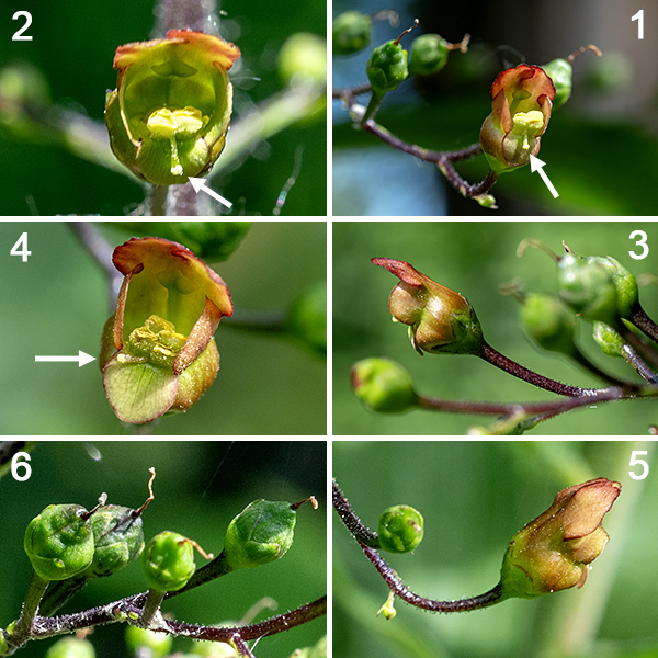 Early figwort (aka, lanceleaf figwort) is difficult to distinguish from late- (or Maryland-) figwort (S. marilandica) except by blooming date (before July = early, after July = late, July = could be either) and details of the flowers (especially the sterile stamen). The inflorescence (a panicle) is constructed from short, spreading, sparse branches covered in glandular hairs, bearing a 3/8" long, shiny tubular flower whose outside surfaces are reddish-purple to reddish-green and inner surfaces are reddish brown (upper and lateral lobes) or greenish yellow (lower lobe). Four yellow, fertile stamens and a single blunt, slender style hug the floor of the flower, the style protruding further than the fertile stamens. A single sterile stamen (a "staminode") is located along the upper interior of the flower. The sterile stamens are yellow or green with a broad tip in early figwort (S. lanceolata); they are reddish-brown to purple and narrow in late figwort (S. marilandica). The fruit is a teardrop-shaped capsule, dark brown when mature, that splits in two longitudinally to release the numerous tiny seeds.