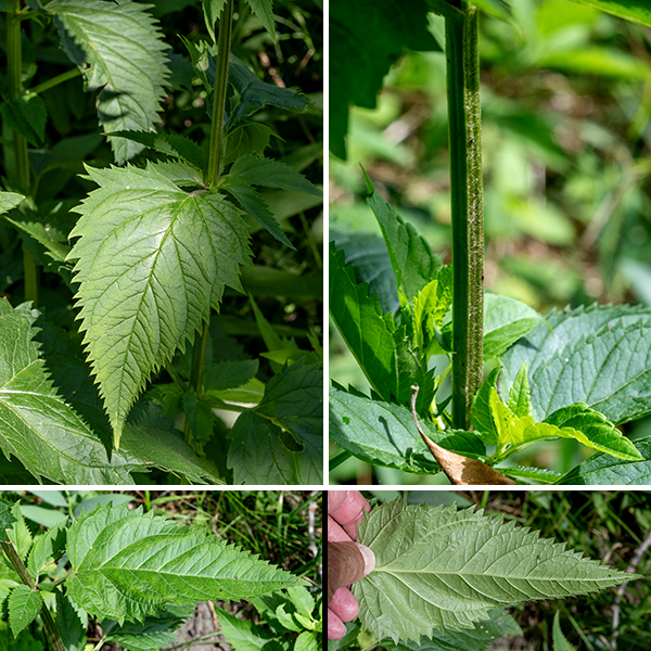 Early figwort (aka, lanceleaf figwort) is difficult to distinguish from late- (or Maryland-) figwort (S. marilandica) except by blooming date (before July = early, after July = late, July = could be either) and details of the flowers (especially the sterile stamen). Both species' vegetative structures are 4-8' tall, have a four-angled, grooved stem, and leaves up to 8" long; the leaves are opposite, thin, toothed, with a sharply pointed tip and green to reddish petioles up to 2.5" long. (The leaves closely resemble the leaves of stinging nettle, less the stinging hairs.)