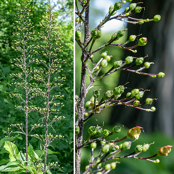 Early figwort (aka, lanceleaf figwort) is difficult to distinguish from late- (or Maryland-) figwort (S. marilandica) except by blooming date (before July = early, after July = late, July = could be either) and details of the flowers (especially the sterile stamen). Both species' vegetative structures are 4-8' tall, have a four-angled, grooved stem, and leaves up to 8" long; the leaves are opposite, thin, toothed, with a sharply pointed tip and green to reddish petioles up to 2.5" long. (The leaves closely resemble the leaves of stinging nettle, less the stinging hairs.) The inflorescence (a panicle) is constructed from short, spreading, sparse branches covered in glandular hairs, bearing a 3/8" long, shiny tubular flower whose outside surfaces are reddish-purple to reddish-green and inner surfaces are reddish brown (upper and lateral lobes) or greenish yellow (lower lobe). Four yellow, fertile stamens and a single blunt, slender style hug the floor of the flower, the style protruding further than the fertile stamens. A single sterile stamen (a "staminode") is located along the upper interior of the flower. The sterile stamens are yellow or green with a broad tip in early figwort (S. lanceolata); they are reddish-brown to purple and narrow in late figwort (S. marilandica). The fruit is a teardrop-shaped capsule, dark brown when mature, that splits in two longitudinally to release the numerous tiny seeds.