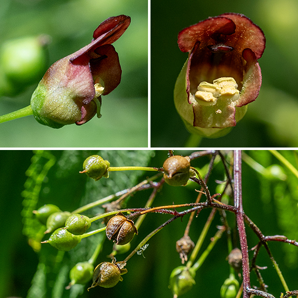 Late figwort's inflorescence (a panicle) gives rise to short, spreading, sparse branches covered in glandular hairs, bearing a 3/8" long, shiny tubular flower whose outside surfaces are reddish-purple to reddish-green and inner surfaces are reddish brown (upper and lateral lobes) or greenish yellow (lower lobe). Four yellow, fertile stamens and a single blunt, slender style hug the floor of the flower, the style protruding further than the fertile stamens. A single sterile stamen (a "staminode") is located along the upper interior of the flower. The sterile stamens are yellow or green with a broad tip in early figwort (S. lanceolata); they are reddish-brown to purple and narrow in late figwort (S. marilandica). The fruit is a teardrop-shaped capsule, dark brown when mature, that splits in two longitudinally to release the numerous tiny seeds.