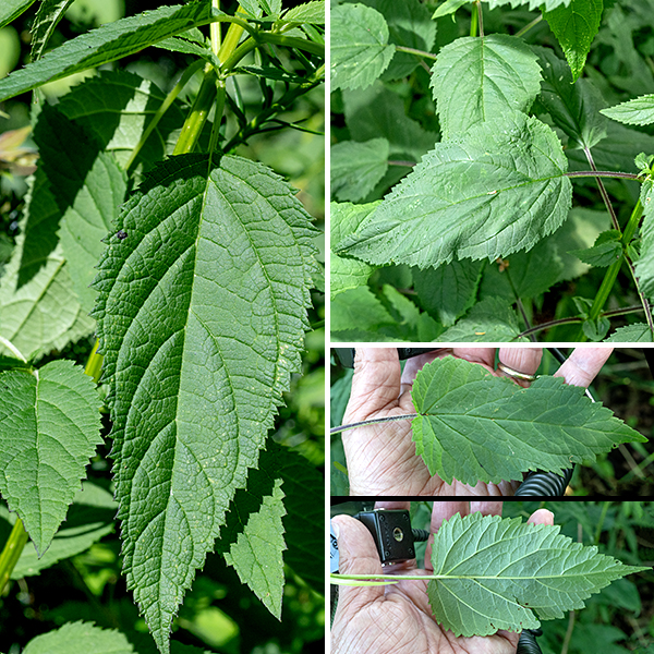 Late figwort (aka, Maryland figwort) is difficult to distinguish from early- (or lanceleaf -) figwort (S. lanceolata) except by blooming date (before July = early, after July = late, July = could be either) and details of the flowers (especially the sterile stamen). Both species' plants are 4-8' tall, have a four-angled, grooved stem, and opposite leaves up to 8" long, thin, toothed, with a sharply pointed tip and green to reddish petioles up to 2.5" long. (The leaves closely resemble stinging nettle, less the stinging hairs.)