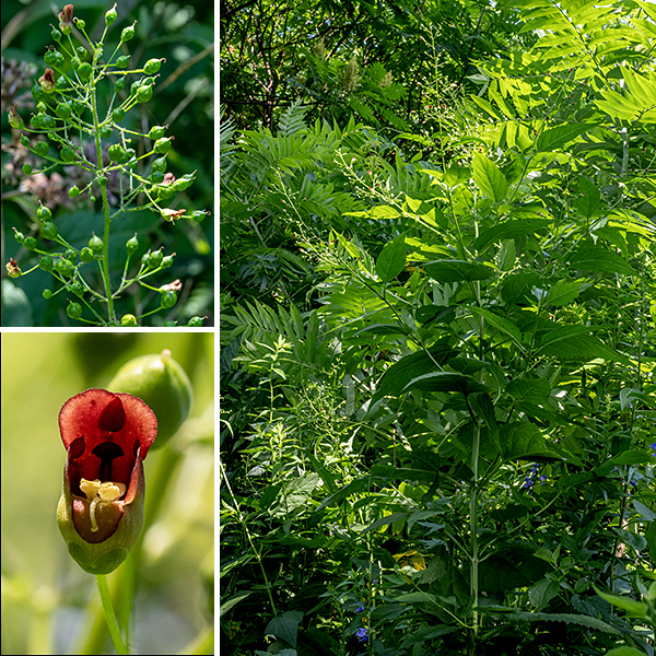 Late figwort (aka, Maryland figwort) is difficult to distinguish from early- (or lanceleaf -) figwort (S. lanceolata) except by blooming date (before July = early, after July = late, July = could be either) and details of the flowers (especially the sterile stamen). Both species' plants are 4-8' tall, have a four-angled, grooved stem, and opposite leaves up to 8" long, thin, toothed, with a sharply pointed tip and green to reddish petioles up to 2.5" long. (The leaves closely resemble stinging nettle, less the stinging hairs.) The inflorescence (a panicle) gives rise to short, spreading, sparse branches covered in glandular hairs, bearing a 3/8" long, shiny tubular flower whose outside surfaces are reddish-purple to reddish-green and inner surfaces are reddish brown (upper and lateral lobes) or greenish yellow (lower lobe). Four yellow, fertile stamens and a single blunt, slender style hug the floor of the flower, the style protruding further than the fertile stamens. A single sterile stamen (a "staminode") is located along the upper interior of the flower. The sterile stamens are yellow or green with a broad tip in early figwort (S. lanceolata); they are reddish-brown to purple and narrow in late figwort (S. marilandica). The fruit is a teardrop-shaped capsule, dark brown when mature, that splits in two longitudinally to release the numerous tiny seeds.