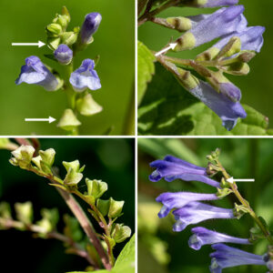 Mad-dog skullcap flower racemes may arise at the tips of the stems or from the axils of leaves. Each raceme is up to 6" long, containing 6-7 pairs of flowers; each flower has a short, basal leafy bract. Flowers are up to 8 mm long with a short, slender pedicel, a light green tubular calyx with two shallow lobes (the upper lobe with a dish-like projection), and a pale blue, lavender, or white, densely hairy, tubular corolla 5-8 mm long with a short, hood-like, upper lip and a slightly flared, three-lobed lower lip. Hidden inside the upper lip of the corolla are four stamens and a single bifurcated style. After fertilization, the calyx swells into a green capsule with includes the dish-like projection mentioned above, giving the capsule a unique appearance; inside is a cluster of four nutlets. The mouth of the calyx is visible as a thin slit beneath the projection.