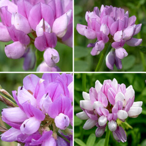 Crown vetch's flower stalks are about 6" long with a 1" wide cluster (an umbel) of 10-25 pea-like flowers on short (1/4") pedicels, all attached to the tip of the flower stalk. Each flower is 1/2" long and 1/4" wide, with a short green calyx bearing five pointed lobes and a typical pea-like corolla, bicolored in pink and white. The five petals are modified as a vertical standard (often pinker than the other petals, which are white), two lateral wings, and a pair of abutting petals forming a medial keel perpendicular to the standard. Within the keel are 10 stamens (one free and nine fused to each other, all with small yellow anthers) and a slender style, curved upwards, with a tiny terminal stigma. The fruit is a 1/2-2" long, narrow seedpod (loment) with 1-7 slightly constricted segments and a long terminal "beak" (the remains of the pistil); the pods remain attached to the flower stalk, forming a cluster often likened to "fingers". The tight flower clusters with showy, bicolored flowers are characteristic.