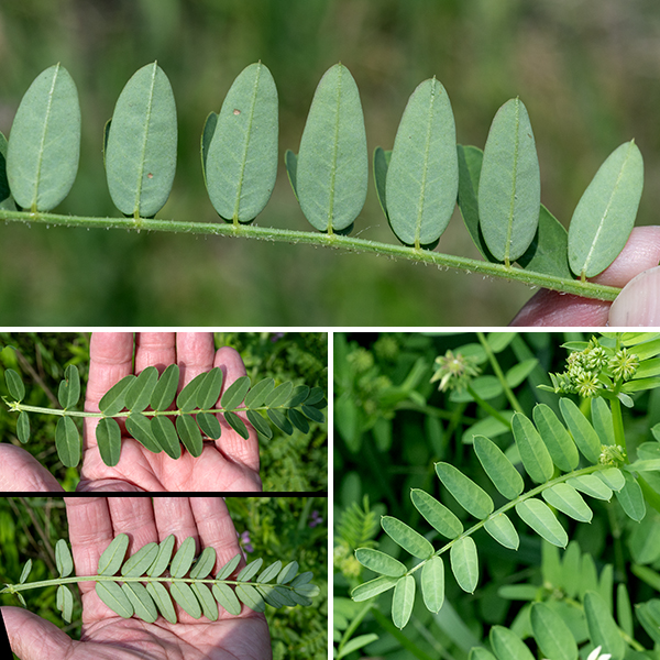 Crown vetch is an attractive but very aggressive Old World exotic that grows 1-3' tall, often forming a dense layer of stems and leaves that cover nearby plants. Stems are angled or ridged and are hollow, changing direction slightly at each (compound) leaf node. The leaves are alternate, odd-pinnate compound, with 11-25 leaflets, and about 6" long when mature. Leaflets are about 3/4" long and 1/4" across, oblong, with a tiny, sharp point at the blunt tip where the leaf midvein touches the leaf margin.