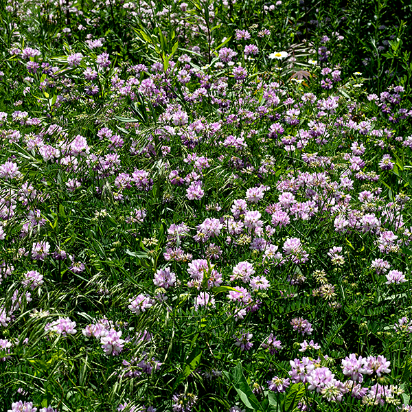 Crown vetch is an attractive but very aggressive Old World exotic that grows 1-3' tall, often forming a dense layer of stems and leaves that cover nearby plants. Stems are angled or ridged and are hollow, changing direction slightly at each (compound) leaf node. The leaves are alternate, odd-pinnate compound, with 11-25 leaflets, and about 6" long when mature. Leaflets are about 3/4" long and 1/4" across, oblong, with a tiny, sharp point at the blunt tip where the leaf midvein touches the leaf margin. Flower stalks are about 6" long with a 1" wide cluster (an umbel) of 10-25 pea-like flowers on short (1/4") pedicels, all attached to the tip of the flower stalk. Each flower is 1/2" long and 1/4" wide, with a short green calyx bearing five pointed lobes and a typical pea-like corolla, bicolored in pink and white. The five petals are modified as a vertical standard (often pinker than the other petals, which are white), two lateral wings, and a pair of abutting petals forming a medial keel perpendicular to the standard. Within the keel are 10 stamens (one free and nine fused to each other, all with small yellow anthers) and a slender style, curved upwards, with a tiny terminal stigma. The fruit is a 1/2-2" long, narrow seedpod (loment) with 1-7 slightly constricted segments and a long terminal "beak" (the remains of the pistil); the pods remain attached to the flower stalk, forming a cluster often likened to "fingers". The tight flower clusters with showy, bicolored flowers are characteristic. Crown vetch was deliberately introduced to control erosion in disturbed areas, especially roadsides, but quickly got out of control. It is still available commercially, but really should not be planted; it has formally been labeled an aggressive "invasive" in CT, IN, KY, MD, MI, MO, NC, NJ, OR, VA, and WI. Crown vetch foliage contains a variety of nitrotoxins that adversely affect humans, pigs, and horses; ruminants (cattle, sheep, deer, etc.) are unaffected because the toxins are destroyed in their rumens.