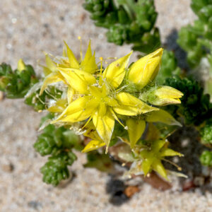 Biting stonecrop (aka, mossy stonecrop) is an exotic succulent that is native to Greenland and western Europe but naturalized across most of the U.S. and the lower Canadian provinces. It is a mat-forming plant with creeping stems that roots at nodes; the stems produce short, erect vegetative and flowering stems. The leaves are alternate, sessile, and densely imbricated on the erect stems; they are green or yellowish-green, with old, white leaves persisting. The succulent-like leaves are 4-5 mm long, 2.5-3 mm across, and 1.5 mm thick, convex on both the upper and underside and blunt-tipped. The inflorescence arises from the tip of one of the erect stems; it is about 5/8" (1.5 cm) long, 1/4-1.25" (5-30 mm) across, with 1-3 branches, each with 1-4 sessile (or on 1 mm long pedicels) flowers with a basal bract. The sepals closely resemble the leaves. The flowers have five bright yellow petals, typically 10 stamens with yellow anthers, and 4-5 yellow pistils, each with a single style and a pinhead-shaped stigma. The fruit is a five-pointed yellowish star of united, inflated follicles filled with numerous seeds. Biting stonecrop is not a good competitor; it grows best in thin, dry soils like cliffs, shingle, and beaches. However, it is tough — it stores water in its leaves and reportedly can go six months without external water.