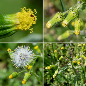 The tips of the upper stems of common groundsel produce dense clusters of flowerheads on short peduncles; inflorescences can also arise from leaf axils. Common groundsel flowerheads are cylindrical, 8 mm long and 4 mm across, with black-tipped, green bracts around the outside at both the base and the apex and 13-80 yellow disc florets peeking out the end; mature flowerheads are easily mistaken for flower buds. The disc florets have tubular yellow corollas, five stamens fused to the upper part of the corolla with yellow-brown anthers, and a bifurcated style with purplish stigmas. There are no ray florets. This is an easy plant to overlook. The flowerheads are twice as long as wide. The seedhead looks like a compact dandelion tuft with seeds on parachutes of light brown hairs.