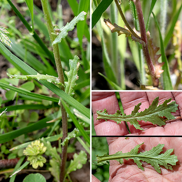 Common groundsel is an exotic weed native to Europe, 3-10" tall at maturity with relatively few branches. The stems are round in section, hollow, often with fine longitudinal veins visible externally; the stem is mostly green but often is purplish-green near the base. The stem leaves are alternate, up to 4" long and 3/4" across, fleshy and reminiscent of succulents, deeply lobed so they almost look pinnate, sometimes with bluntly toothed margins. The margins of the leaves curve inward toward the underside of the leaf. The basal and lower stem leaves have robust petioles, but the upper leaves are either sessile or clasp the stem.