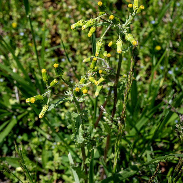 Common groundsel is an exotic weed native to Europe, 3-10" tall at maturity with relatively few branches. The stems are round in section, hollow, often with fine longitudinal veins visible externally; the stem is mostly green but often is purplish-green near the base. The stem leaves are alternate, up to 4" long and 3/4" across, fleshy and reminiscent of succulents, deeply lobed so they almost look pinnate, sometimes with bluntly toothed margins. The margins of the leaves curve inward toward the underside of the leaf. The basal and lower stem leaves have robust petioles, but the upper leaves are either sessile or clasp the stem. The tips of upper stems produce dense clusters of flowerheads on short peduncles; inflorescences can also arise from leaf axils. Common groundsel flowerheads are cylindrical, 8 mm long and 4 mm across, with black-tipped, green bracts around the outside at both the base and the apex and 13-80 yellow disc florets peeking out the end; mature flowerheads are easily mistaken for flower buds. The disc florets have tubular yellow corollas, five stamens fused to the upper part of the corolla with yellow-brown anthers, and a bifurcated style with purplish stigmas. There are no ray florets. This is an easy plant to overlook. The flowerheads are twice as long as wide. The seedhead looks like a compact dandelion tuft with seeds on parachutes of light brown hairs. Common groundsel was introduced to the U.S. in the 19th century; it is now naturalized across North America.