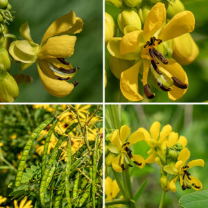 The five petals and five sepals of Maryland senna's 3/4" flowers are both yellow. The single pistil has many spreading white hairs and arches upward. The anthers of the 10 stamens are a striking dark brown (like partridge pea). The upper three stamens have short filaments and short anthers that produce only sterile pollen (as a pollinator reward). The middle four stamens have short filaments and long anthers while the lower three stamens have long filaments and long anthers; all seven of these stamens produce fertile pollen that is released by "buzz pollination." The flowers do not produce nectar. The fruit is a flattened seedpod 1/2" across and 3-4" long with 10-18 segments, each containing a single 1/4" flattened seed.