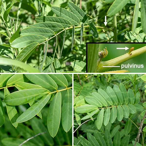 Maryland senna is almost identical to wild senna but has a less exuberantly hairy pistil than wild senna. I have seen Maryland senna in Jackson Park over several years, but I have yet to find wild senna. Maryland senna is a sparingly branched but still bushy plant up to 6' tall. The stout stem is green, round in section, and either ribbed or angular (but with rounded corners). The leaves are alternate, even-pinnate, with 6-12 pairs of bluish-green leaflets 1/2-1" across and 1-2.5" long with pointed tips and a basal 1/8" long petiolule that attaches to the rachis of the compound leaf. The leaf petiole is 2-6" long, grooved along the upper surface. Near the base of the leaf petiole, on its upper side, is a budlike gland (grayish-purple and dome-shaped) that functions as an extrafloral nectary to attract ants and ladybird beetles (presumably for protection, rather like the extrafloral nectaries of partridge pea, Chamaecrista fasciculata). The base of the petiole is swollen; the swollen structure (a pulvinus) permits movement and reorientation of the leaf.