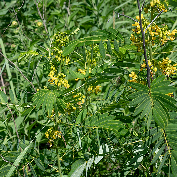 Maryland senna is almost identical to wild senna but has a less exuberantly hairy pistil than wild senna. I have seen Maryland senna in Jackson Park over several years, but I have yet to find wild senna. Maryland senna is a sparingly branched but still bushy plant up to 6' tall. The stout stem is green, round in section, and either ribbed or angular (but with rounded corners). The leaves are alternate, even-pinnate, with 6-12 pairs of bluish-green leaflets 1/2-1" across and 1-2.5" long with pointed tips and a basal 1/8" long petiolule that attaches to the rachis of the compound leaf. The leaf petiole is 2-6" long, grooved along the upper surface. Near the base of the leaf petiole, on its upper side, is a budlike gland (grayish-purple and dome-shaped) that functions as an extrafloral nectary to attract ants and ladybird beetles (presumably for protection, rather like the extrafloral nectaries of partridge pea, Chamaecrista fasciculata). The base of the petiole is swollen; the swollen structure (a pulvinus) permits movement and reorientation of the leaf. The five petals and five sepals of the 3/4" flowers are both yellow. The single pistil has many spreading white hairs and arches upward. The anthers of the 10 stamens are a striking dark brown (like partridge pea). The upper three stamens have short filaments and short anthers that produce only sterile pollen (as a pollinator reward). The middle four stamens have short filaments and long anthers while the lower three stamens have long filaments and long anthers; all seven of these stamens produce fertile pollen that is released by "buzz pollination." The flowers do not produce nectar. The fruit is a flattened seedpod 1/2" across and 3-4" long with 10-18 segments, each containing a single 1/4" flattened seed. Maryland senna is superficially similar to partridge pea: (1) both have even-pinnate compound leaves, but partridge pea has 5-18 pairs of small (~2/3" long) leaflets while Maryland senna usually has 6-12 pairs of larger (1-2" long) leaflets, and (2) both have yellow flowers with dark brown anthers, but the flowers of partridge pea are markedly asymmetrical with one petal twice the size of the other four and another petal that curls around the stamens, while the flowers of Maryland senna are bilaterally symmetrical (one side is the mirror image of the other).