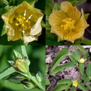 Flower buds arise singly or in small groups on 1/2" long peduncles from the leaf axils. Because the flower peduncles are shorter (1/2") than the leaf petioles (1"), the flowers are often partly hidden among the leaves. Individual flowers are about 8 mm across. A flower contains five green, triangular sepals; five light yellow or light orange, rounded, floppy petals with pale lines that function as nectar guides and asymmetrical tips; and a central reproductive column (like mallows, to which prickly sida is related). That column consists of five styles fused along most of their lengths, each with a globose terminal stigma, and numerous stamens with yellow anthers. After fertilization, a circular seedpod forms from the five carpels; when mature, the seedpod turns brown and breaks into five segments, each containing a single reddish-brown, three-angled seed.