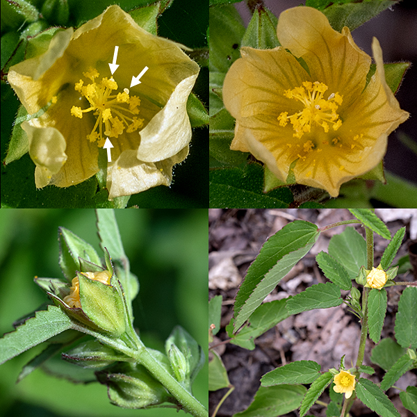 Flower buds arise singly or in small groups on 1/2" long peduncles from the leaf axils. Because the flower peduncles are shorter (1/2") than the leaf petioles (1"), the flowers are often partly hidden among the leaves. Individual flowers are about 8 mm across. A flower contains five green, triangular sepals; five light yellow or light orange, rounded, floppy petals with pale lines that function as nectar guides and asymmetrical tips; and a central reproductive column (like mallows, to which prickly sida is related). That column consists of five styles fused along most of their lengths, each with a globose terminal stigma, and numerous stamens with yellow anthers. After fertilization, a circular seedpod forms from the five carpels; when mature, the seedpod turns brown and breaks into five segments, each containing a single reddish-brown, three-angled seed.
