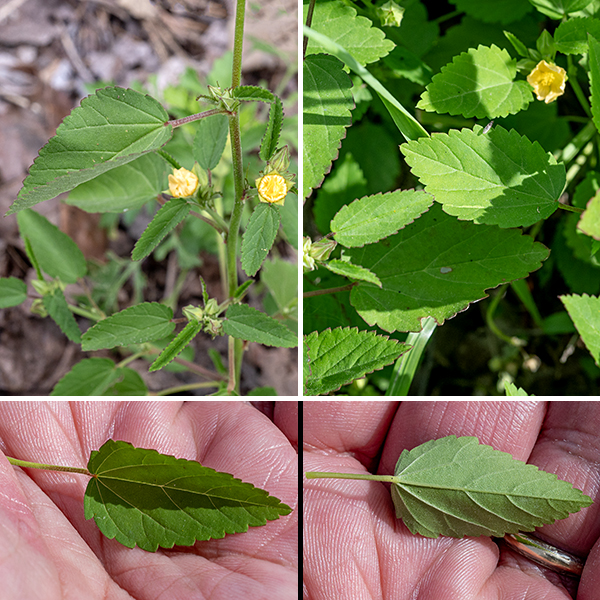 Prickly sida's stems are round in section, green, and covered with fine white hairs. The leaves are alternate, 2" long and 1" across, egg-shaped with wide, rounded or heart-shaped bases, and crenate margins. The petioles are long (1") with a pair of thread-like stipules on either side of the insertion of the petiole on the stem; a blunt, green spine-like process may also occur below the base of the petioles, especially on the lower leaves.