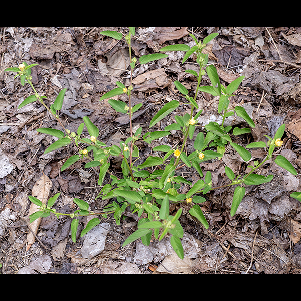 Prickly sida is a native summer annual that grows to 9-24" tall. The stems are round in section, green, and covered with fine white hairs. The leaves are alternate, 2" long and 1" across, egg-shaped with wide, rounded or heart-shaped bases, and crenate margins. The petioles are long (1") with a pair of thread-like stipules on either side of the insertion of the petiole on the stem; a blunt, green spine-like process may also occur below the base of the petioles, especially on the lower leaves. Flower buds arise singly or in small groups on 1/2" long peduncles from the leaf axils. Because the flower peduncles are shorter (1/2") than the leaf petioles (1"), the flowers are often partly hidden among the leaves. Individual flowers are about 8 mm across. A flower contains five green, triangular sepals; five light yellow or light orange, rounded, floppy petals with pale lines that function as nectar guides and asymmetrical tips; and a central reproductive column (like mallows, to which prickly sida is related). That column consists of five styles fused along most of their lengths, each with a globose terminal stigma, and numerous stamens with yellow anthers. After fertilization, a circular seedpod forms from the five carpels; when mature, the seedpod turns brown and breaks into five segments, each containing a single reddish-brown, three-angled seed.