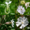 Evening campion is an exotic from Europe that grows to be 2-3' tall. It is nominally a night-blooming species, but I've observed it in bloom throughout the day in shady areas. Male and female plants are separate. The upper stems end in clusters of one or more 1-1.5" long flowers. The "bladder" (the calyx) is covered with a fuzz of fine hairs and has dark green or reddish-purple lines running from pole to pole (10 lines in male flowers, 20 in female). The five petals are heart shaped (with the point towards the center of the flower) and are deeply cleft into two lobes; the petals form a fringe that makes a distinct collar around the opening to the floral tube. Female flowers have five emergent styles (rarely four or six); male flowers have 10 yellow stamens that barely emerge from the collar at the center of the flower. (Other local Silene sp. have three styles.) The fruit is brown, urn-shaped, and has 10 small teeth on the distal end (or five pairs if you prefer). (Five or six teeth total in S. noctiflora, S. stellata, and S. vulgaris.) Evening campion evolved a dioecious life history (separate male and female plants) about 11 million years ago. (Other species in the genus have "perfect" flowers with both male and female organs present and functional in the flowers.) The evolution and genomic history of the sex-determining Y chromosome (XX = female, XY = male) has been of considerable interest for the light it shines on the evolution of Y chromosomes in both plants and animals (Moraga et al. 2025. Science 387:630–636; Akagi et al. 2025. Science 387:637–643).