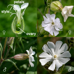 Evening campion is an exotic from Europe that grows to be 2-3' tall. It is nominally a night-blooming species, but I've observed it in bloom throughout the day in shady areas. Male and female plants are separate. The upper stems end in clusters of one or more 1-1.5" long flowers. The "bladder" (the calyx) is covered with a fuzz of fine hairs and has dark green or reddish-purple lines running from pole to pole (10 lines in male flowers, 20 in female). The five petals are heart shaped (with the point towards the center of the flower) and are deeply cleft into two lobes; the petals form a fringe that makes a distinct collar around the opening to the floral tube. Female flowers have five emergent styles (rarely four or six); male flowers have 10 yellow stamens that barely emerge from the collar at the center of the flower. (Other local Silene sp. have three styles.) The fruit is brown, urn-shaped, and has 10 small teeth on the distal end (or five pairs if you prefer). (Five or six teeth total in S. noctiflora, S. stellata, and S. vulgaris.) Evening campion evolved a dioecious life history (separate male and female plants) about 11 million years ago. (Other species in the genus have "perfect" flowers with both male and female organs present and functional in the flowers.) The evolution and genomic history of the sex-determining Y chromosome (XX = female, XY = male) has been of considerable interest for the light it shines on the evolution of Y chromosomes in both plants and animals (Moraga et al. 2025. Science 387:630–636; Akagi et al. 2025. Science 387:637–643).