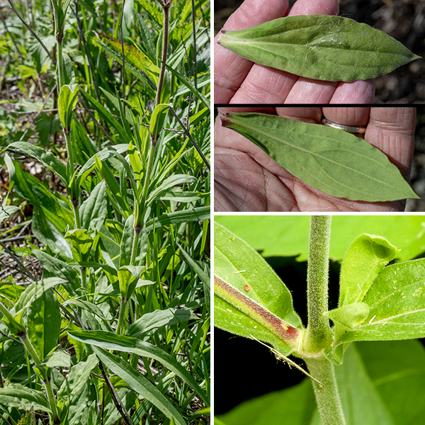 Evening campion is an exotic from Europe that grows to be 2-3' tall. It is nominally a night-blooming species, but I've observed it in bloom throughout the day in shady areas. The stems are round in section, light green, and covered with fine, white hairs. The basal leaves have a long petiole but usually wither before blooming begins. The stem leaves are opposite, light to medium green, oval to lance-shaped, up to 4" long and 2.25" across. The stem leaves are more or less sessile, covered with short, fine hairs, and with smooth margins. (Silene noctiflora has similar hairs on its stem and leaves, S. vulgaris lacks them.)