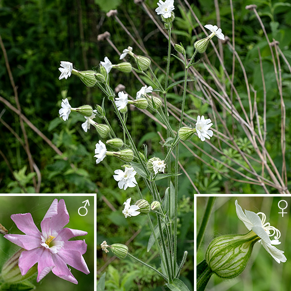 Evening campion is an exotic from Europe that grows to be 2-3' tall. It is nominally a night-blooming species, but I've observed it in bloom throughout the day in shady areas. The stems are round in section, light green, and covered with fine, white hairs. The basal leaves have a long petiole but usually wither before blooming begins. The stem leaves are opposite, light to medium green, oval to lance-shaped, up to 4" long and 2.25" across. The stem leaves are more or less sessile, covered with short, fine hairs, and with smooth margins. (Silene noctiflora has similar hairs on its stem and leaves, S. vulgaris lacks them.) Male and female plants are separate. The upper stems end in clusters of one or more 1-1.5" long flowers. The "bladder" (the calyx) is covered with a fuzz of fine hairs and has dark green or reddish-purple lines running from pole to pole (10 lines in male flowers, 20 in female). The five petals are heart shaped (with the point towards the center of the flower) and are deeply cleft into two lobes; the petals form a fringe that makes a distinct collar around the opening to the floral tube. Female flowers have five emergent styles (rarely four or six); male flowers have 10 yellow stamens that barely emerge from the collar at the center of the flower. (Other local Silene sp. have three styles.) The fruit is brown, urn-shaped, and has 10 small teeth on the distal end (or five pairs if you prefer). (Five or six teeth total in S. noctiflora, S. stellata, and S. vulgaris.) Evening campion evolved a dioecious life history (separate male and female plants) about 11 million years ago. (Other species in the genus have "perfect" flowers with both male and female organs present and functional in the flowers.) The evolution and genomic history of the sex-determining Y chromosome (XX = female, XY = male) has been of considerable interest for the light it shines on the evolution of Y chromosomes in both plants and animals (Moraga et al. 2025. Science 387:630–636; Akagi et al. 2025. Science 387:637–643).