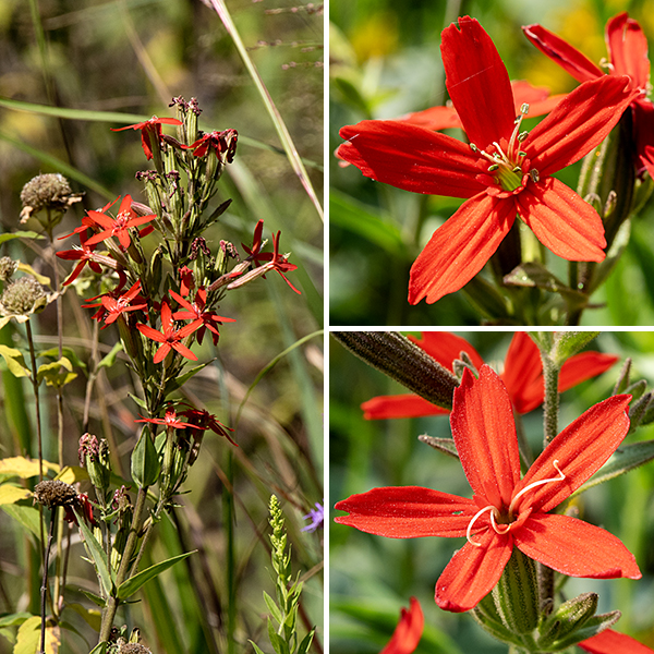 Royal catchfly's bright red flowers are restricted to the upper regions of the plant as clusters arising from the tips of stems. Individual flowers are 3/4-1" across, have an elongate (1"), narrow, cylindrical calyx with 10 longitudinal ridges, five narrow red or scarlet petals that flare from the tip of the calyx, and stamens with gray anthers that protrude well beyond the opening to the calyx. There are three corkscrew-shaped, threadlike styles that develop after the stamens have matured; like the stamens, they protrude well outside the calyx opening. The fruit is a 1/2" long capsule, open at the top, with 6-8 spreading teeth around the lip. Royal catchfly is hummingbird and butterfly pollinated.
