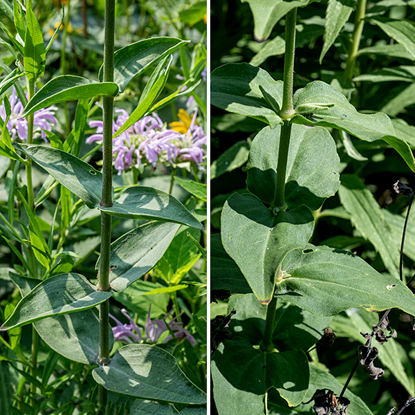 Royal catchfly is native to the midwest. It grows up to 4' tall, unbranched except for the flowering stems. The flower calyx, the stems, and both surfaces of the leaves are covered with fine white hairs; it is a strikingly hairy plant. The leaves are opposite, light to medium green, lance-shaped, and sessile; they get up to 4" long and half as wide and have smooth margins.