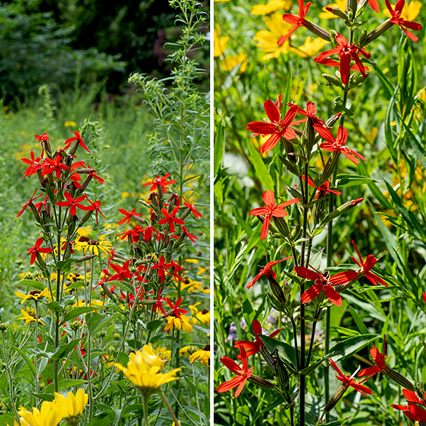Royal catchfly is native to the midwest. It grows up to 4' tall, unbranched except for the flowering stems. The flower calyx, the stems, and both surfaces of the leaves are covered with fine white hairs; it is a strikingly hairy plant. The leaves are opposite, light to medium green, lance-shaped, and sessile; they get up to 4" long and half as wide and have smooth margins. The bright red flowers are restricted to the upper regions of the plant as clusters arising from the tips of stems. Individual flowers are 3/4-1" across, have an elongate (1"), narrow, cylindrical calyx with 10 longitudinal ridges, five narrow red or scarlet petals that flare from the tip of the calyx, and stamens with gray anthers that protrude well beyond the opening to the calyx. There are three corkscrew-shaped, threadlike styles that develop after the stamens have matured; like the stamens, they protrude well outside the calyx opening. The fruit is a 1/2" long capsule, open at the top, with 6-8 spreading teeth around the lip. Royal catchfly is hummingbird and butterfly pollinated. It is endangered or threatened throughout its range (including in Illinois). Northern Illinois is the northern limit of royal catchfly's distribution.